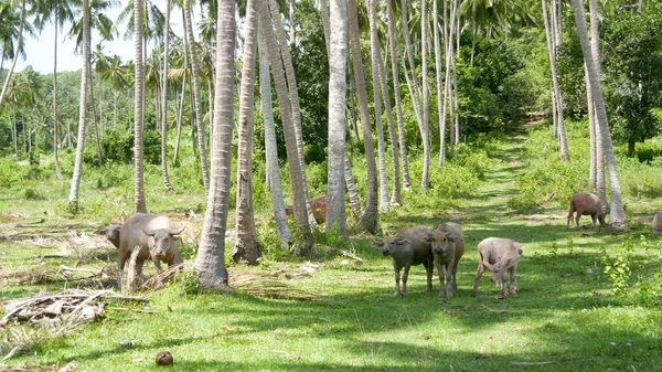Buffalo family among green vegetation. Large well maintained bulls grazing in greenery, typical landscape of coconut palm plantation in Thailand. Agriculture concept, traditional livestock in Asia.