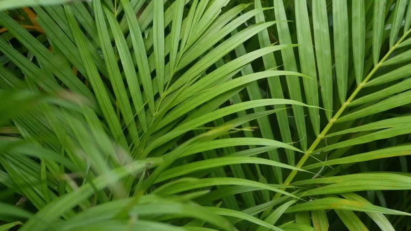 Яркая Сочная Экзотическая Тропическая Растительность Джунглях Селективный Фокус Натуральный Органический — стоковое фото