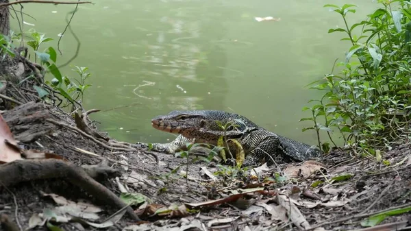 Asiático Monitor Água Comum Grande Lagarto Varanida Nativa Ásia Varanus — Fotografia de Stock