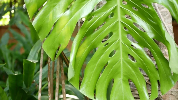 Bright Juicy Exotic Tropical Greenery Jungle Selective Focus Natural Organic — Stock Photo, Image