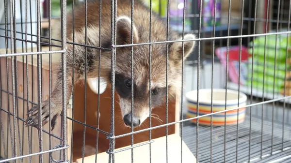 Curious raccoon in small cage on pet market. Cute raccoon sitting on wooden box and looking out small cage while being kept in captivity on Chatuchak Market in Bangkok, Thailand.