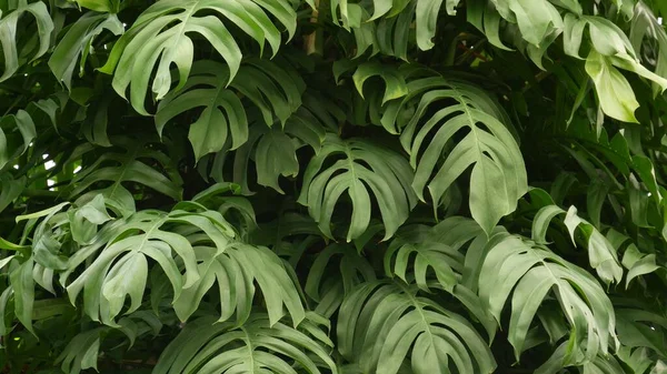 ジューシーなエキゾチックな熱帯モンスターはテクスチャの背景 コピースペースを残します 緑豊かな葉 楽園の庭の緑 アブストラクト自然濃い緑のジャングル植生背景パターン 野生の夏の雨林 — ストック写真