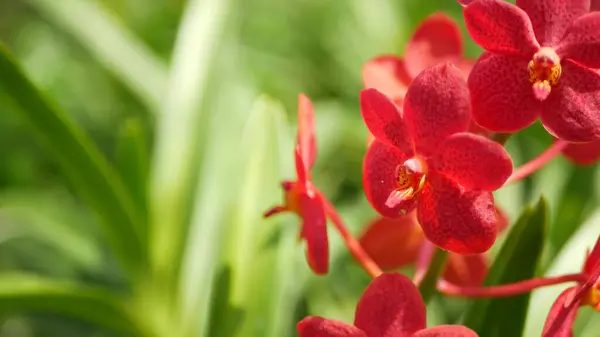 Macro Desfocado Perto Flor Orquídea Tropical Colorida Jardim Primavera Pétalas — Fotografia de Stock
