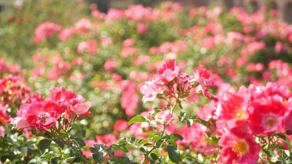 English Roses Garden Rosarium Floral Background Tender Flowers Blooming Honey — Stock Photo, Image