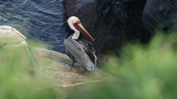 Boğaz Kesesi Büyük Gagalı Kahverengi Pelikan Jolla Koyu Nda Kumtaşı — Stok fotoğraf