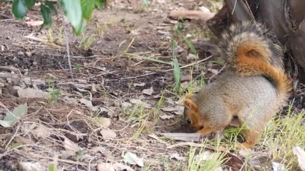 Eichhörnchen, häufig in Kalifornien, Pazifikküste, USA. Lustiges Verhalten von niedlichen grauen wilden Nagetieren. Kleines amüsantes Tier im natürlichen Lebensraum. Ziemlich wenig endemische Nahrungssuche in Amerika — Stockvideo