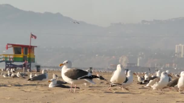 Zee meeuwen op zonnige zandige Californische kust, iconische retro houten regenboog trots badmeester uitkijktoren. Venetië strand in de buurt van Santa Monica resort. Zomer symbool van Los Angeles, CA USA. Reisconcept — Stockvideo