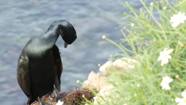 Cormorán de doble cresta después de pescar en zonas verdes. Ave marina con pico enganchado y ojo azul en acantilado cerca del océano Pacífico salpicando olas en hábitat natural, La Jolla Cove, San Diego, California, EE.UU. — Vídeos de Stock