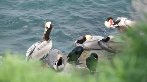 Bruna pelikaner med halspåse och dubbelspröjsade skarvar efter fiske, klippa i La Jolla Cove. Havsfågel med stor näbb på klippan över Stilla havet i naturlig miljö, San Diego, Kalifornien USA — Stockvideo