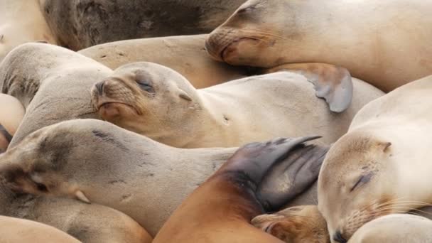Sjölejon på klippan i La Jolla. Vilda sälar som vilar nära Stilla havet på stenar. Roliga lata vilda djur sover. Skyddade marina däggdjur i naturliga miljöer, San Diego, Kalifornien, USA — Stockvideo