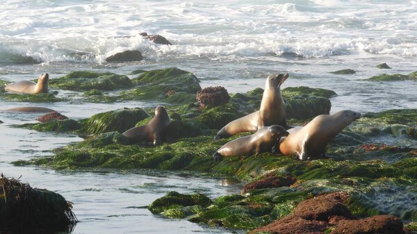 Sea lions on rocks in La Jolla. Playful wild eared seals crawling on stones and seaweed. Pacific ocean splashing waves. Protected marine mammal in wildlife natural habitat, San Diego, California, USA.