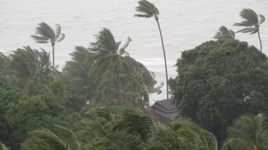 Pabuk tayfunu, Tayland 'da okyanus kıyısı. Doğal afet, göz duvarı kasırgası. Güçlü kasırga rüzgarı palmiyeleri sallar. Tropik sel yağmuru mevsimi, tropikal fırtına havası, gök gürültülü fırtına