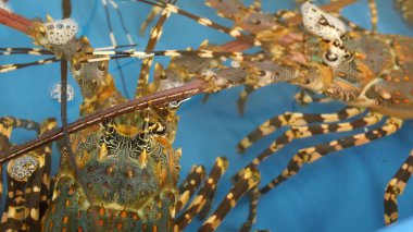 Mağazada canlı çiğ ıstakoz makrosu var. Buzlu mavi leğen, pişmemiş taze Akdeniz ıstakozları deniz ürünleri dükkanında tezgaha yerleştirilmiş. Deniz sakinlerinin doğal geçmişi.
