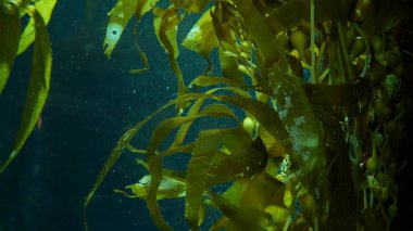 Işık ışınları dev bir Kelp ormanından geçiyor. Macrocystis pyrifera. Dalış, akvaryum ve deniz konsepti. Su altında, sallanan yosun yapraklarına yakın çekim. Güneş ışığı, canlı ve egzotik okyanus bitkilerini deler..