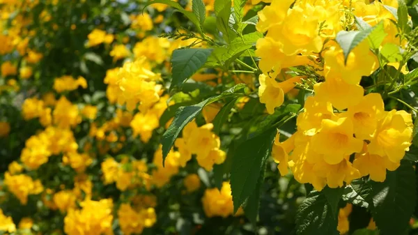 Bir Çalılığın Dallarında Demet Demet Güzel Sarı Çiçekler Doğal Çiçek — Stok fotoğraf