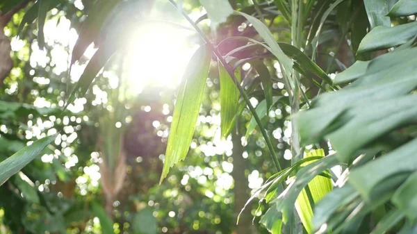 Sfocato Vicino Brillante Succosa Esotica Foglie Della Giungla Tropicale Raggi — Foto Stock