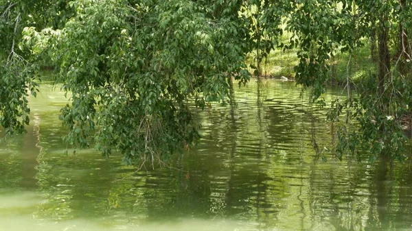 Calm pond in green park. Green trees growing on shores of peaceful lake with muddy water on sunny summer day in park in Asia.