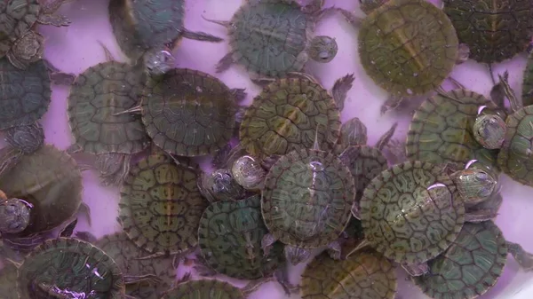 Pequeñas Tortugas Mercado Mascotas Desde Arriba Pequeñas Tortugas Que Mantienen —  Fotos de Stock