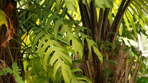 深い霧の熱帯木材の野生で 鮮やかな植生 ジャングルの風景 エキゾチックなアジアの森のインテリア 熱帯雨林のキャノピーからぶら下がっている苔状のリアナ 亜熱帯林の緑の自然背景 — ストック写真