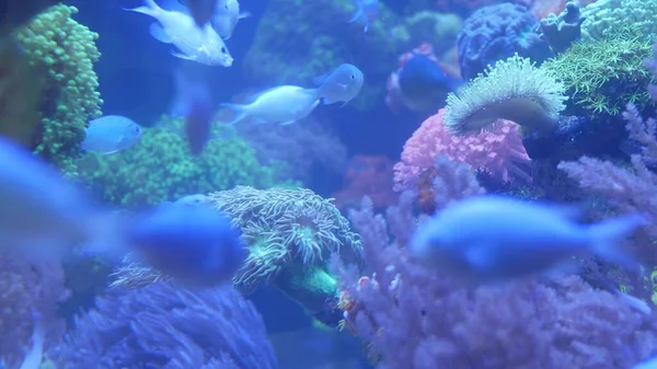 Especie Corales Peces Blandos Acuario Lillac Bajo Luz Ultravioleta Violeta —  Fotos de Stock