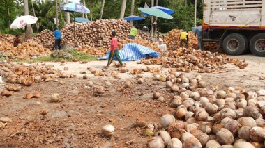 KOH SAMUI ADASI, THAILAND - 1 Temmuz 2019: Hindistan cevizi tarlasında çalışan Asyalı Taylandlı adamlar petrol ve posa üretimine hazır fındıklar. Geleneksel Asya tarım ve işi