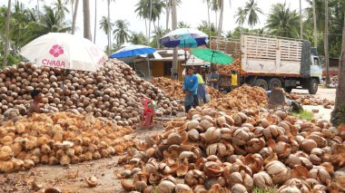 KOH SAMUI ADASI, THAILAND - 1 Temmuz 2019: Hindistan cevizi tarlasında çalışan Asyalı Taylandlı adamlar petrol ve posa üretimine hazır fındıklar. Geleneksel Asya tarım ve işi