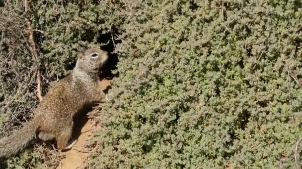 Écureuil solitaire Beechey, commun en Californie, côte du Pacifique, États-Unis. Comportement drôle de rongeur sauvage gris mignon. Petit animal amusant dans un habitat naturel. Assez peu endémique à la recherche de nourriture en Amérique — Video