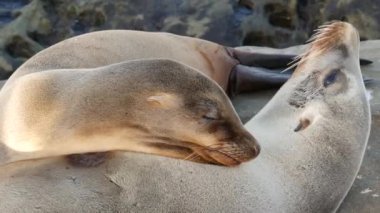 Sevimli yavru köpek, tatlı deniz aslanı yavrusu ve anne. Komik tembel foklar, okyanus kıyısı yaban hayatı, La Jolla, San Diego, California, ABD. Pasifik sahilinde garip, uykulu bir deniz hayvanı. Aile sevgisi ve bakımı