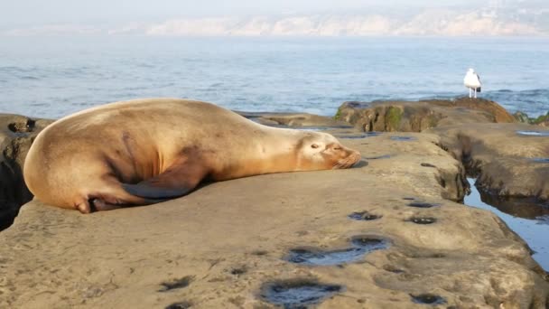 Lev na skále v La Jolla. Poblíž Pacifického oceánu ležela na kameni divoká lachtan. Vtipné divoké zvíře lenošící na pláži. Chráněný mořský savec v přírodním prostředí, San Diego, Kalifornie USA — Stock video