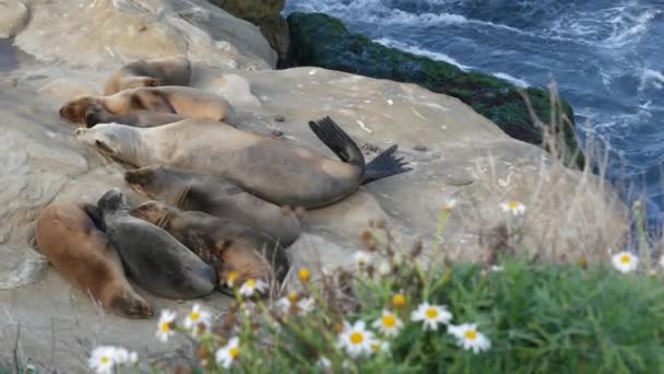 Leões marinhos na rocha de La Jolla. Selos de orelhas selvagens descansando perto do oceano pacífico em pedras. Animal de vida selvagem preguiçoso engraçado dormindo. Mamífero marinho protegido em habitat natural, San Diego, Califórnia, EUA — Vídeo de Stock