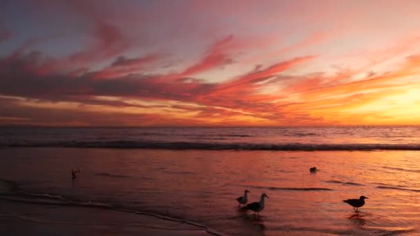 Kaliforniya yazları plaj estetiği, altın gün batımı. Pasifik okyanusu dalgaları üzerinde canlı dramatik bulutlar. Santa Monica popüler tatil köyü, Los Angeles CA USA. Los Angeles 'ta atmosferik karamsar, mor bir akşam güneşi. — Stok video