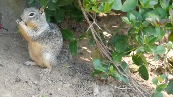 Esquilo terra Beechey, comum na Califórnia, costa do Pacífico, EUA. Comportamento engraçado de roedor selvagem cinza bonito. Pequeno animal divertido no habitat natural. Muito pouco endémico à procura de comida na América — Vídeo de Stock