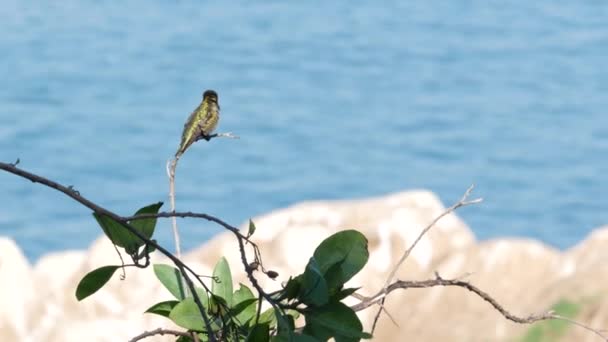 Apró kolibri a levelek között. Colibri és a Csendes-óceán vize. Irizáló csillogó fémes zöld finom ibolyaszín lila a tenger közelében. Shiny smaragd tollazat a legkisebb madár, La Jolla, California USA — Stock videók