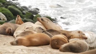 La Jolla 'da kayadaki deniz aslanları. Kayaların üzerinde Pasifik Okyanusu 'nun yakınında gezinen eğlenceli vahşi foklar. Uykucu vahşi hayvanlar. Doğal habitatta korunan deniz memelileri, San Diego, California, ABD