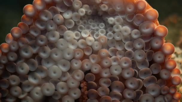 Strano polpo con i polloni sulle braccia. Calamari giganti tentacoli macro da vicino. Grande spaventoso kraken ipnotico con otto arti. Simbolo multitasking e mostro mollusco colossale della leggenda. Abete rosso ipnotizzante — Video Stock