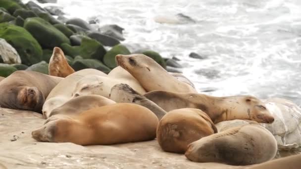 Sjölejon på klippan i La Jolla. Lekfulla vild örat sälar kryper nära Stilla havet på sten. Roliga sömniga vilda djur. Skyddade marina däggdjur i naturliga miljöer, San Diego, Kalifornien, USA — Stockvideo