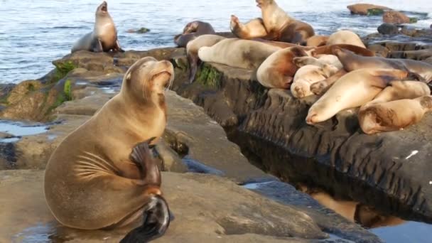 Lwy morskie na skale w La Jolla. Dzikie, uszne foki spoczywające w pobliżu Pacyfiku na kamieniach. Śmieszne, leniwe, dzikie zwierzę śpi. Chronione ssaki morskie w siedliskach przyrodniczych, San Diego, Kalifornia, USA — Wideo stockowe