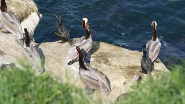 Hnědé pelikány s váčkem na krk a dvoukřídlými kormorány po rybaření, kámen v zátoce La Jolla. Mořský pták s velkým zobákem na útesu nad Pacifickým oceánem v přírodním prostředí, San Diego, Kalifornie USA — Stock video