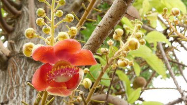 Egzotik çiçekler ve ağaç. Tehlikeli, büyük, güçlü, yeşil, tropikal, gülle güllesi salalanga çiçekleri açan güzel, turuncu, taze çiçekler. Doğal tropikal arka plan.