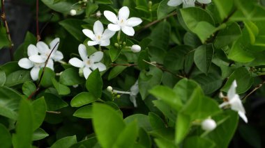 Bahar bahçesindeki renkli tropikal çiçeğin buğulu ve güneşli yaprakların arasında yumuşak yapraklar. Kopya alanı olan soyut doğal egzotik arkaplan. Çiçek açar ve iz bırakır.