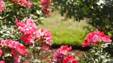 İngiliz gül bahçesi. Rosarium Çiçek arka planı. Yumuşak çiçekler açıyor, bal arısı polen topluyor. Tespih çiçeği tarlasına yakın çekim. Çiçekli çalı, böceklerle ve hassas yapraklarla seçici bir odak.