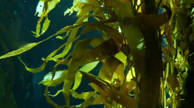 Işık ışınları dev bir Kelp ormanından geçiyor. Macrocystis pyrifera. Dalış, akvaryum ve deniz konsepti. Su altında, sallanan yosun yapraklarına yakın çekim. Güneş ışığı, canlı ve egzotik okyanus bitkilerini deler..