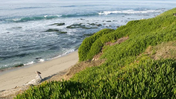 Green Pigface Sour Fig Succulent Pacific Ocean Splashing Waves Ice — Stock Photo, Image