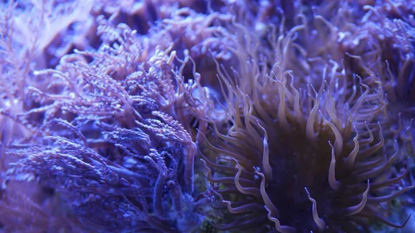 Corais Macios Aquário Closeup Anthelia Euphyllia Corais Água Limpa Azul — Fotografia de Stock