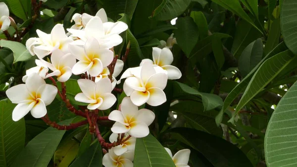 Many exotic white flowers. Blooming Frangipani Plumeria Leelawadee set of white tropical flowers on green tree. Natural tropical exotic background.