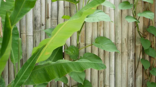 Arka Planda Muz Yaprakları Var Sefil Ahşap Bambu Duvarlı Tropik — Stok fotoğraf