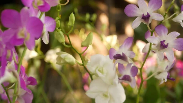 Красивая Сиреневая Фиолетовая Пурпурная Орхидеи Растут Размытом Фоне Зеленого Парка — стоковое фото