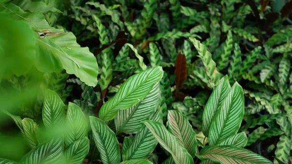 Ljusa Saftiga Exotiska Tropiska Grönska Djungeln Selektivt Fokus Naturlig Organisk — Stockfoto
