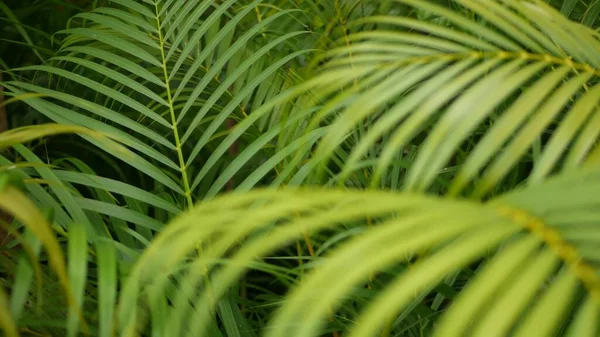 Helder Sappig Exotisch Tropisch Groen Jungle Selectieve Focus Natuurlijke Organische — Stockfoto