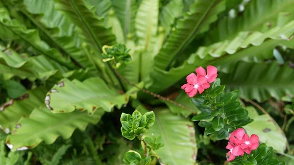 Bright Juicy Eksotis Tropis Hijau Hutan Fokus Selektif Latar Belakang — Stok Foto